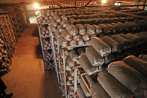 振興鄉村，呼喚青春力量 為江陰新農人打call