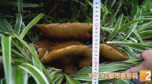 花臺驚現15公斤巨型牛肝菌，食用菌菌種進出口迎來新機遇