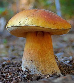 市醫院專家傳授 騰沖人必知的食用菌子武林秘籍與菌種進出口須知