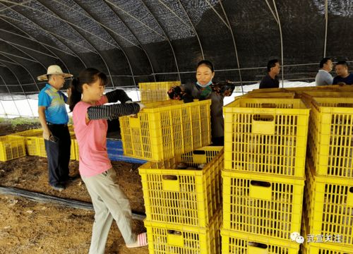 菌香飄官祿 小小食用菌撬動脫貧大產業，菌種進出口拓新途